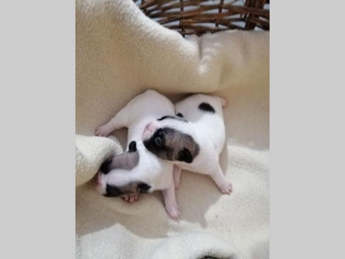 francuski buldog štenci besplatni mali oglasi