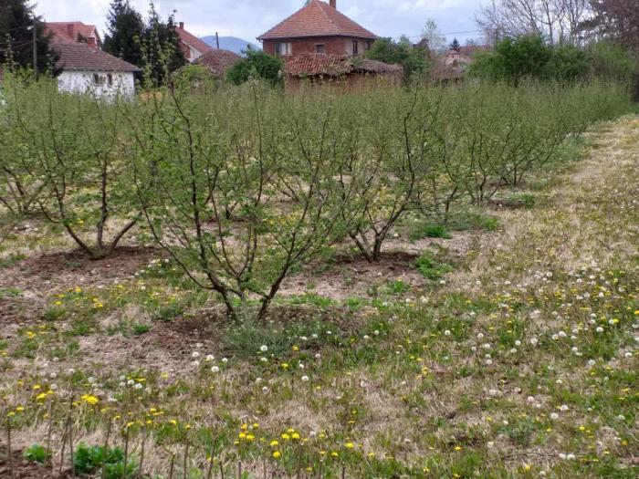 sadnice lešnika besplatni mali oglasi