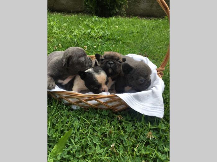 francuski buldog štenci besplatni mali oglasi