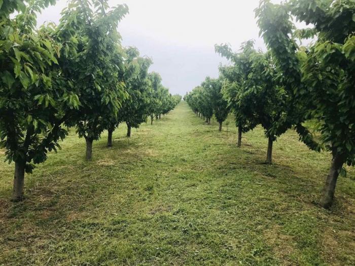 prodajem plantažu trešanja u podnožju fruške gore besplatni mali oglasi