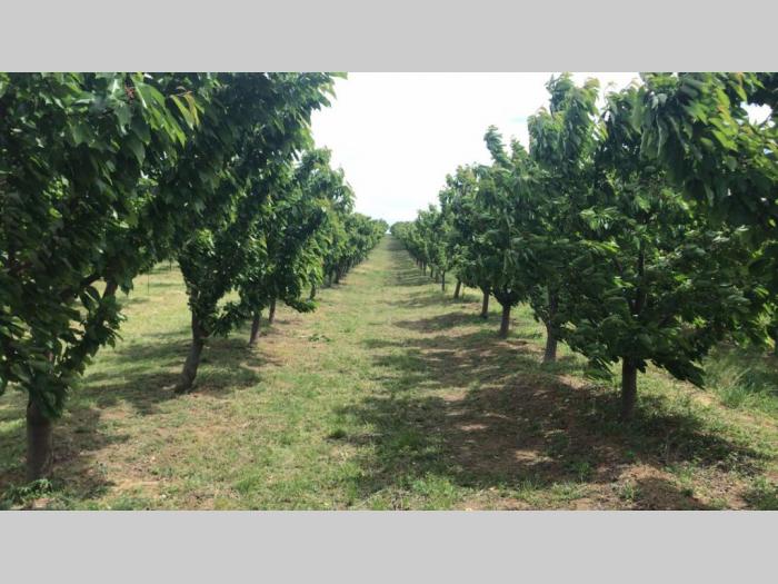 prodajem plantažu trešanja u podnožju fruške gore besplatni mali oglasi