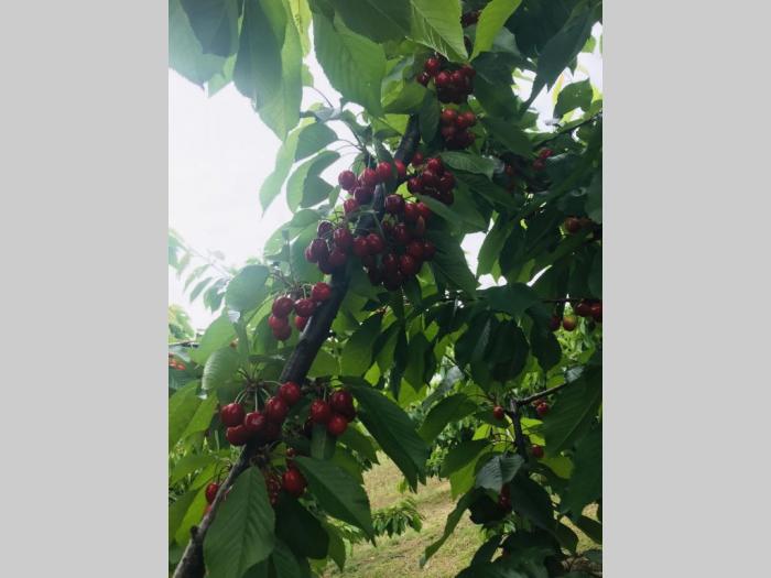 prodajem plantažu trešanja u podnožju fruške gore besplatni mali oglasi