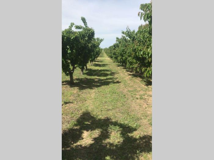 prodajem plantažu trešanja u podnožju fruške gore besplatni mali oglasi
