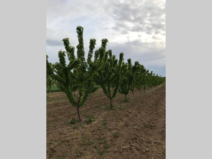 prodajem plantažu trešanja u podnožju fruške gore besplatni mali oglasi