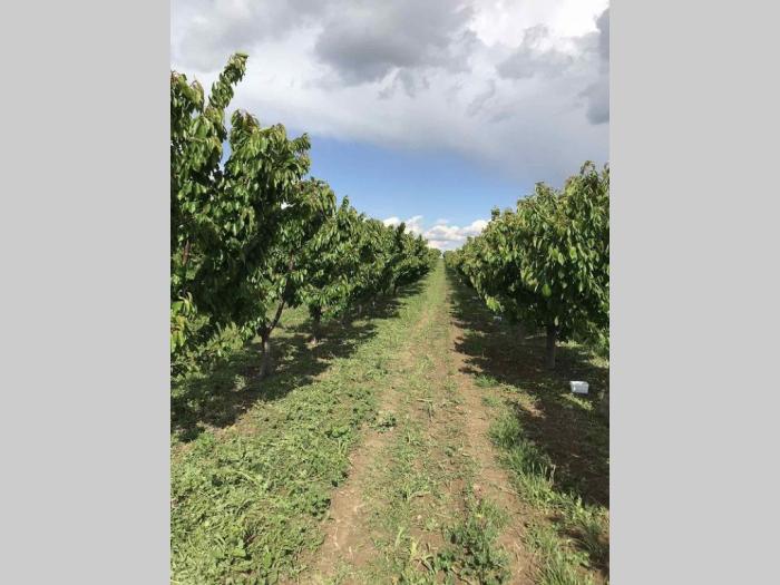 prodajem plantažu trešanja u podnožju fruške gore besplatni mali oglasi
