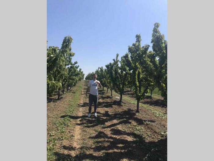 prodajem plantažu trešanja u podnožju fruške gore besplatni mali oglasi