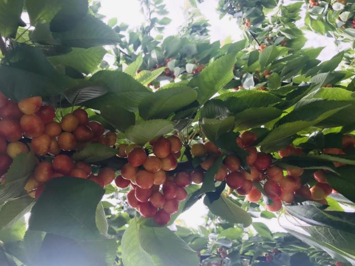 prodajem plantažu trešanja u podnožju fruške gore besplatni mali oglasi