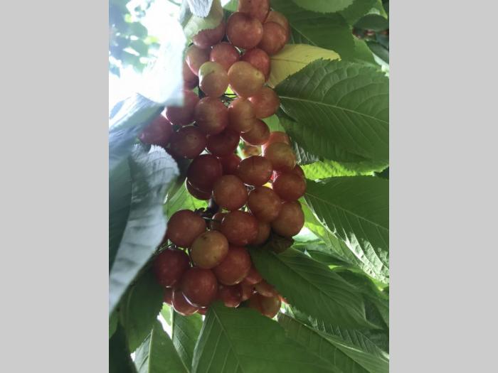 prodajem plantažu trešanja u podnožju fruške gore besplatni mali oglasi