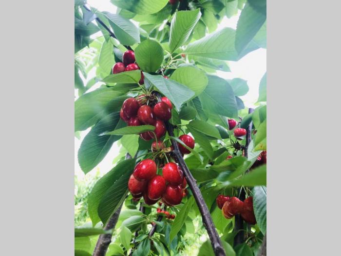 prodajem plantažu trešanja u podnožju fruške gore besplatni mali oglasi