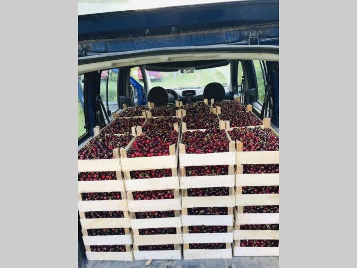 prodajem plantažu trešanja u podnožju fruške gore besplatni mali oglasi