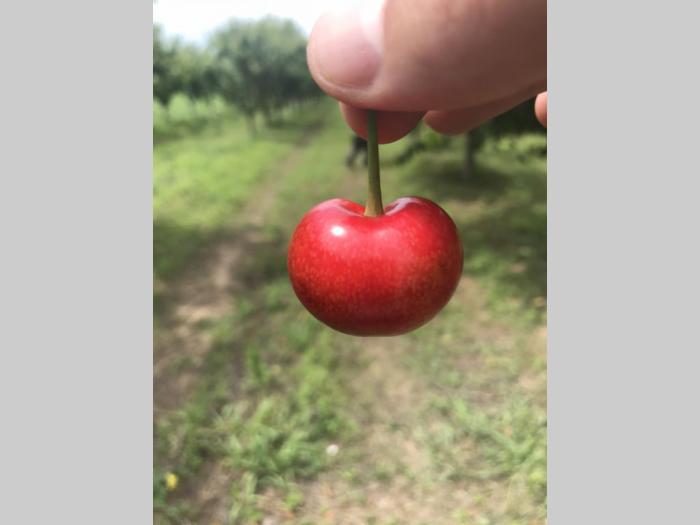 prodajem plantažu trešanja u podnožju fruške gore besplatni mali oglasi