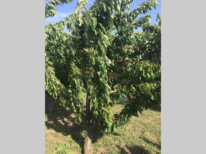 prodajem plantažu trešanja u podnožju fruške gore besplatni mali oglasi