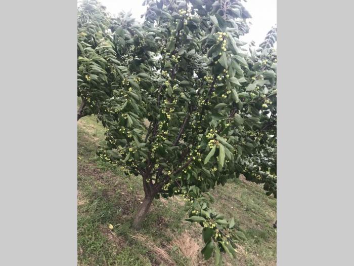 prodajem plantažu trešanja u podnožju fruške gore besplatni mali oglasi