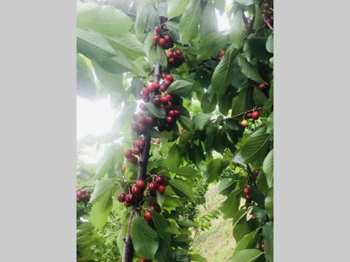 prodajem plantažu trešanja u podnožju fruške gore besplatni mali oglasi