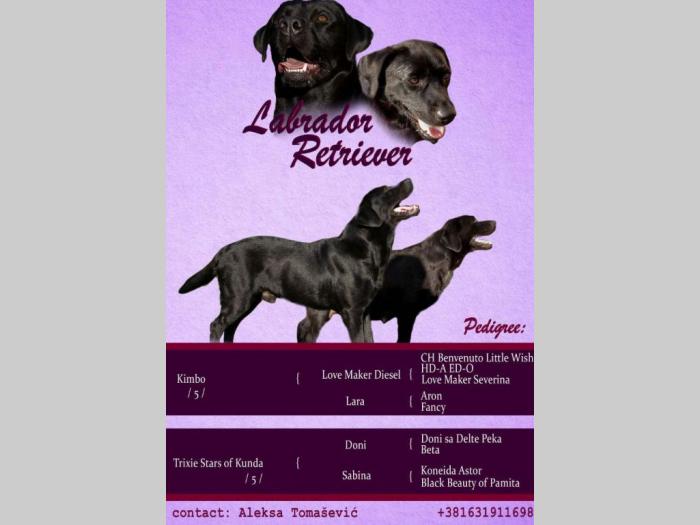 labrador retriver štenci odličnog kvaliteta besplatni mali oglasi