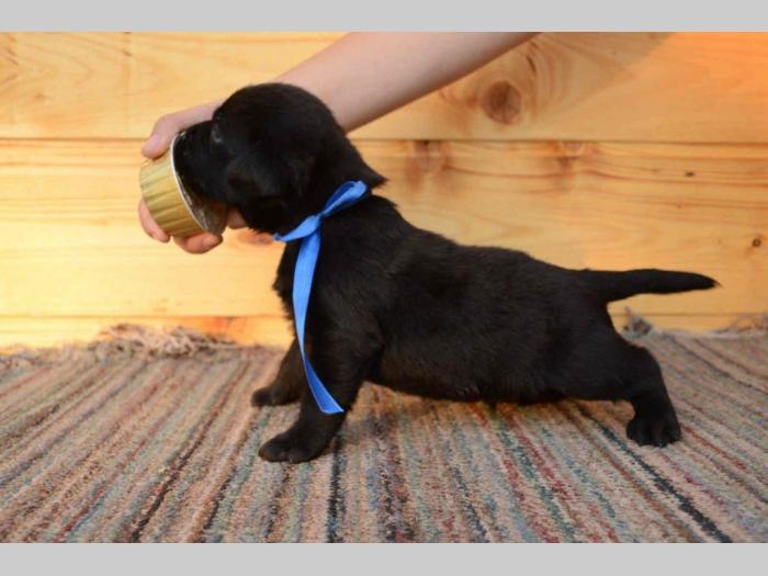 labrador retriver štenci odličnog kvaliteta besplatni mali oglasi