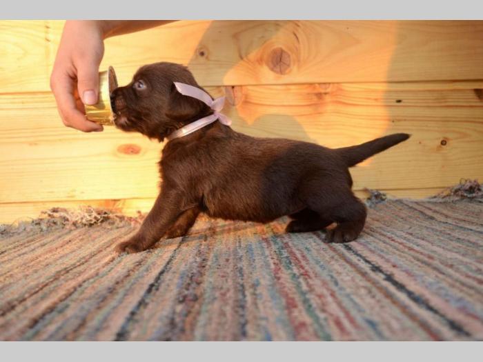 labrador retriver štenci odličnog kvaliteta besplatni mali oglasi