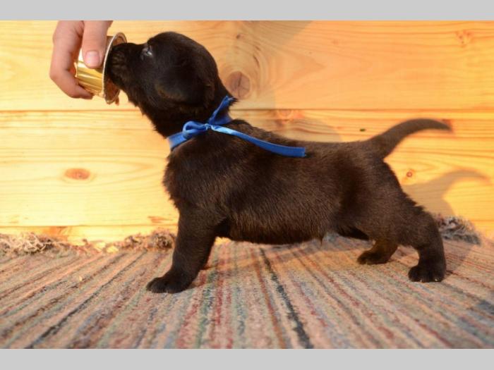 labrador retriver štenci odličnog kvaliteta besplatni mali oglasi