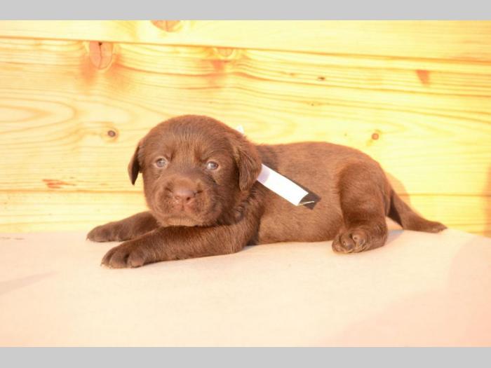labrador retriver štenci odličnog kvaliteta besplatni mali oglasi