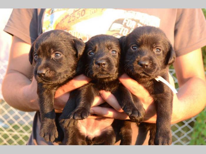 labrador retriver štenci odličnog kvaliteta besplatni mali oglasi