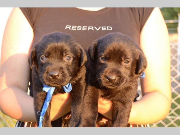 labrador retriver štenci odličnog kvaliteta besplatni mali oglasi