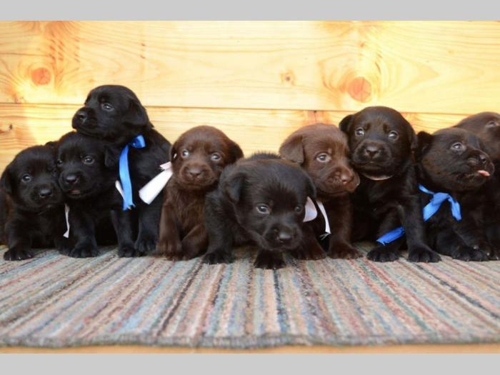 labrador retriver štenci odličnog kvaliteta besplatni mali oglasi