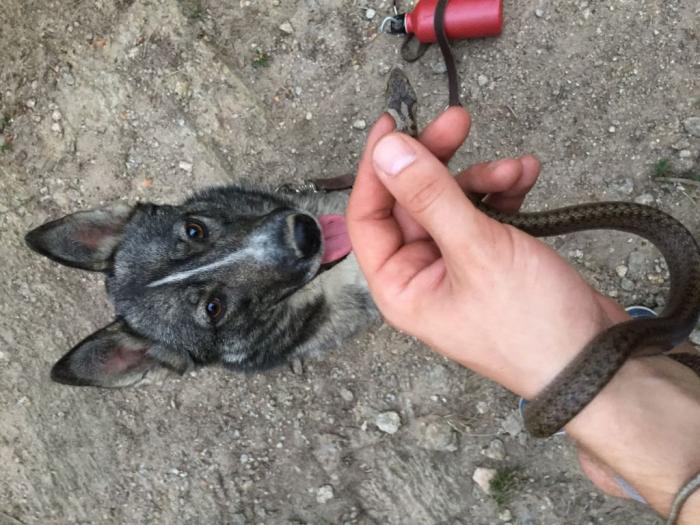zapadno sibirska lajka štenci besplatni mali oglasi