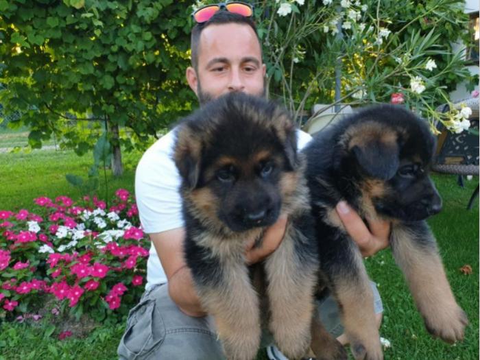 nemački ovčar štenci na prodaju besplatni mali oglasi
