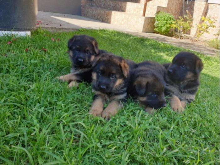 nemački ovčar štenci na prodaju besplatni mali oglasi
