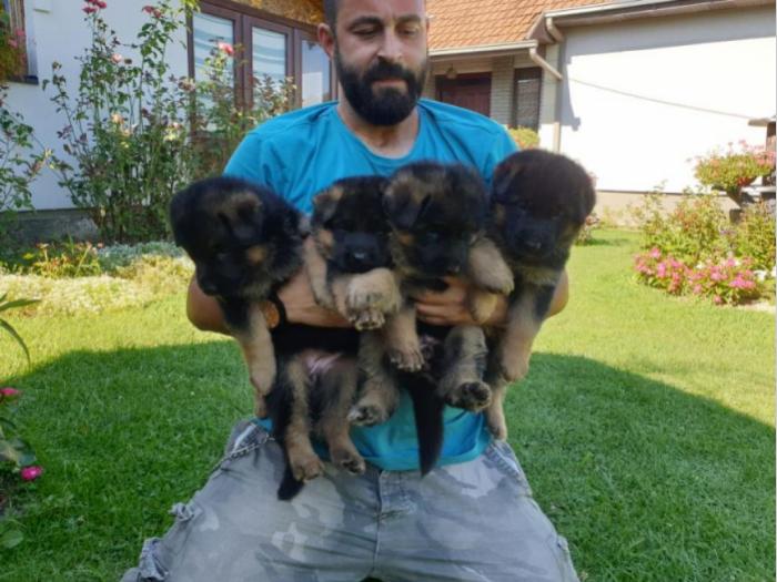 nemački ovčar štenci na prodaju besplatni mali oglasi