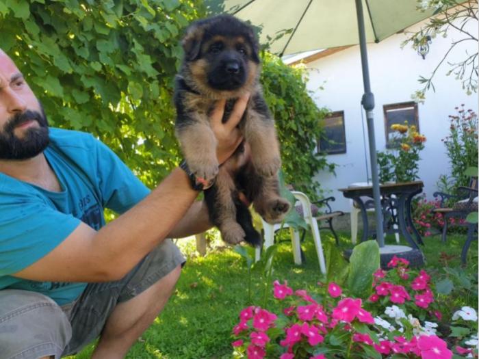 nemački ovčar štenci na prodaju besplatni mali oglasi