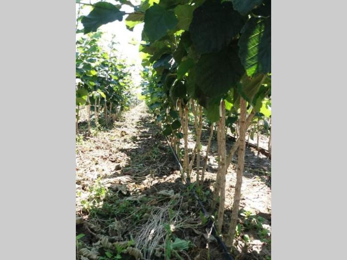 ponuda sadnica lešnika rezervišite na vreme besplatni mali oglasi