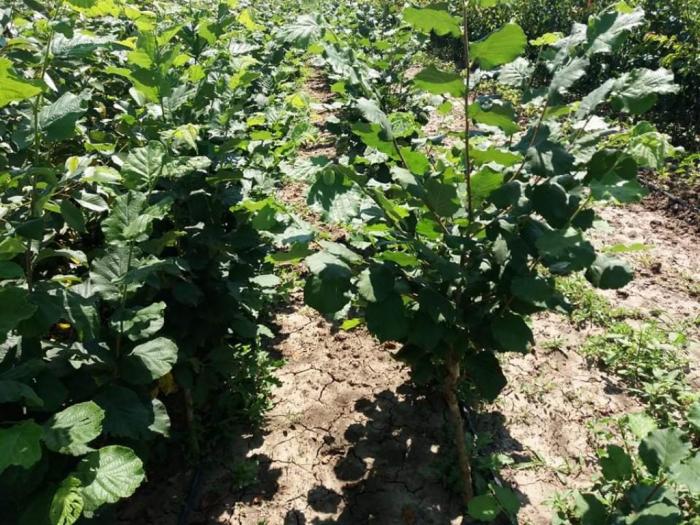 ponuda sadnica lešnika rezervišite na vreme besplatni mali oglasi