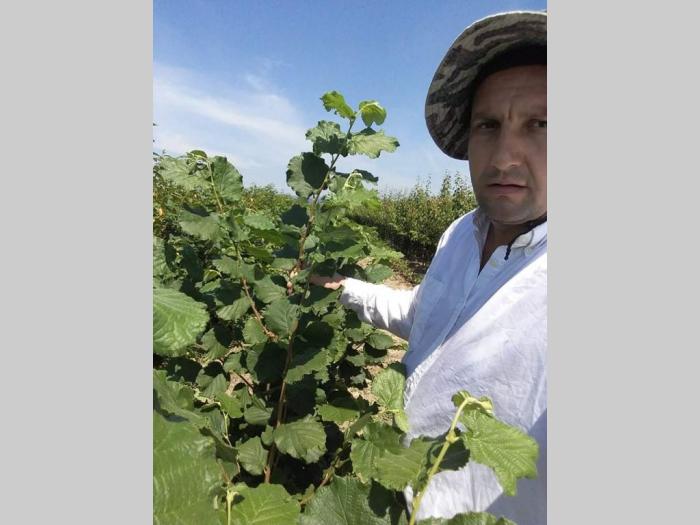 ponuda sadnica lešnika rezervišite na vreme besplatni mali oglasi