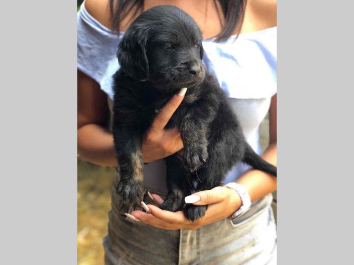 mešanci labradora i zlatnog retrivera besplatni mali oglasi
