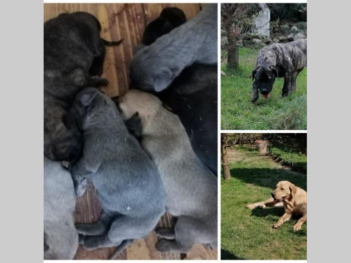 sop štenci sa papirima besplatni mali oglasi