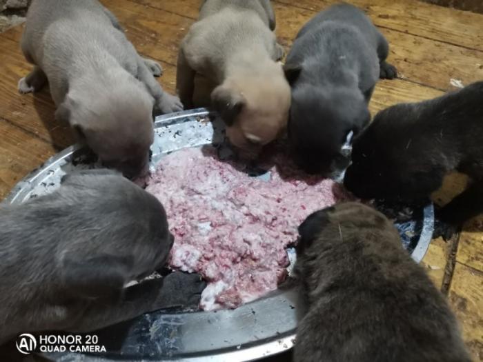 sop štenci sa papirima besplatni mali oglasi