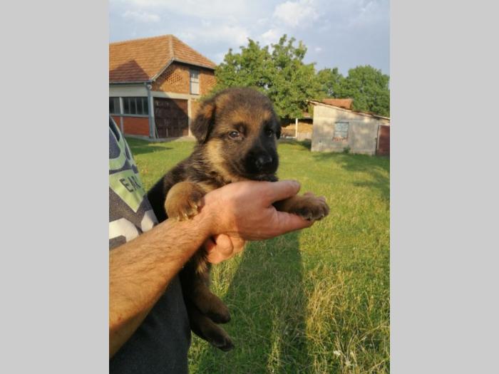 štenci nemačkog ovčara besplatni mali oglasi