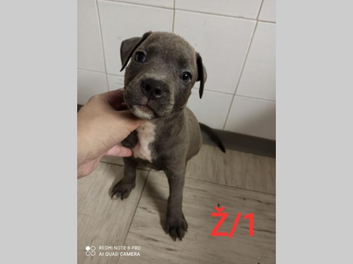 blue nose pit bul terijeri štenci besplatni mali oglasi