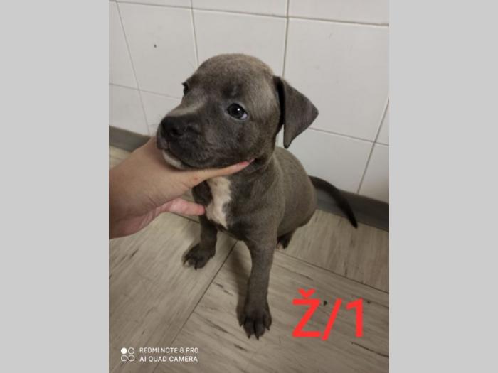 blue nose pit bul terijeri štenci besplatni mali oglasi