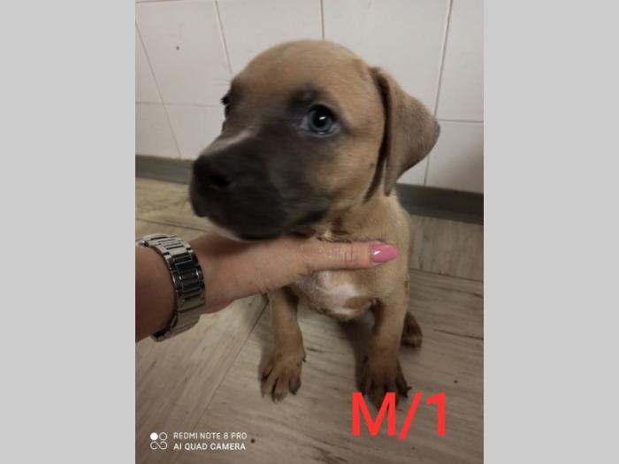 blue nose pit bul terijeri štenci besplatni mali oglasi