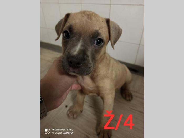 blue nose pit bul terijeri štenci besplatni mali oglasi