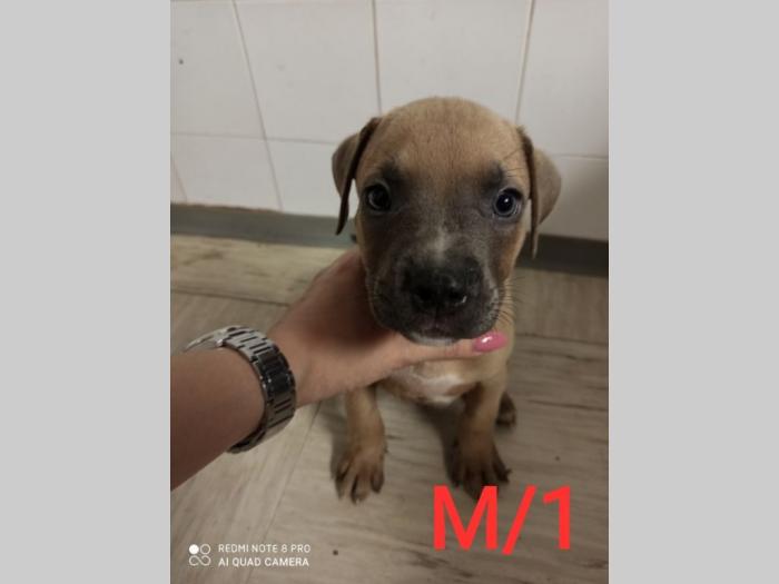 blue nose pit bul terijeri štenci besplatni mali oglasi
