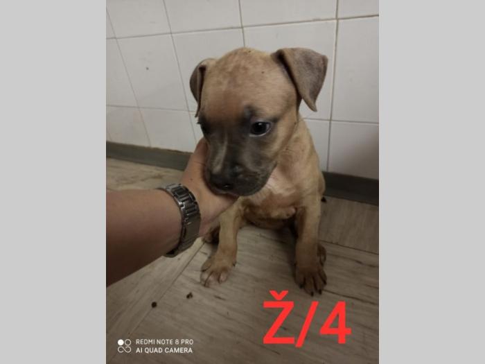 blue nose pit bul terijeri štenci besplatni mali oglasi
