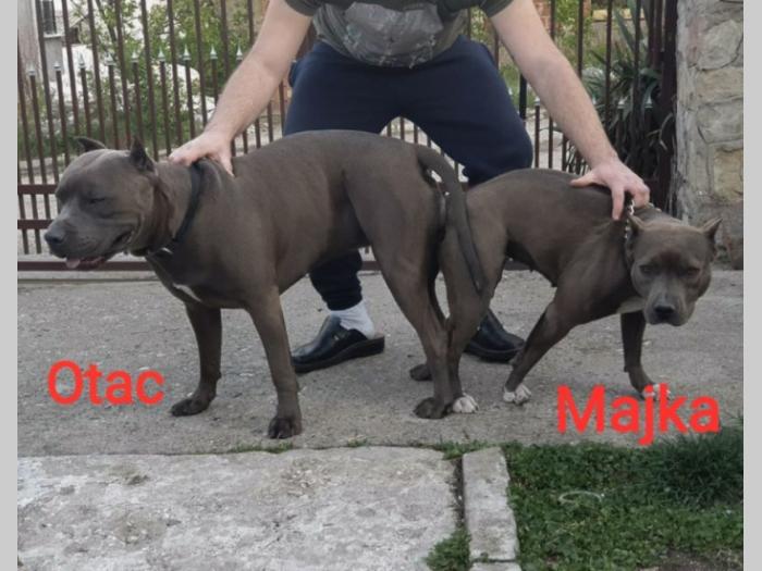 blue nose pit bul terijeri štenci besplatni mali oglasi