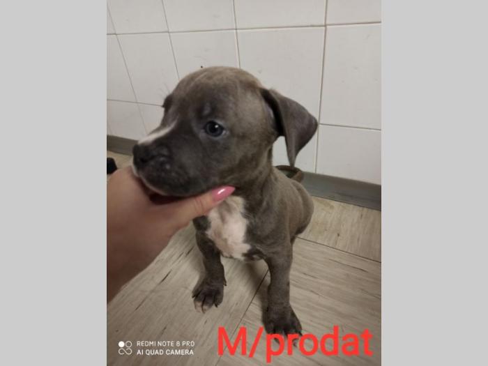 blue nose pit bul terijeri štenci besplatni mali oglasi
