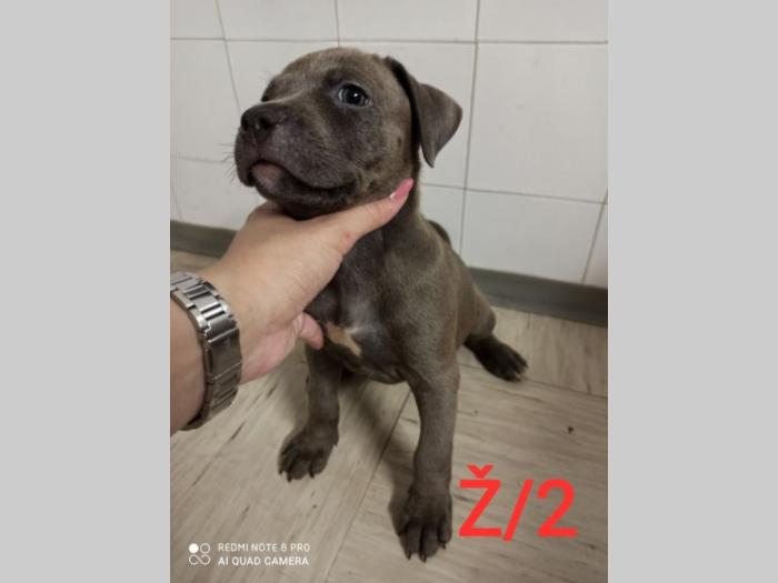 blue nose pit bul terijeri štenci besplatni mali oglasi