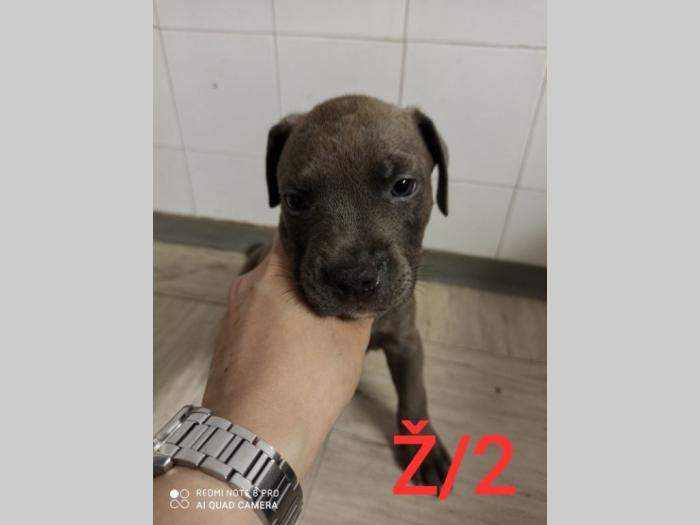 blue nose pit bul terijeri štenci besplatni mali oglasi
