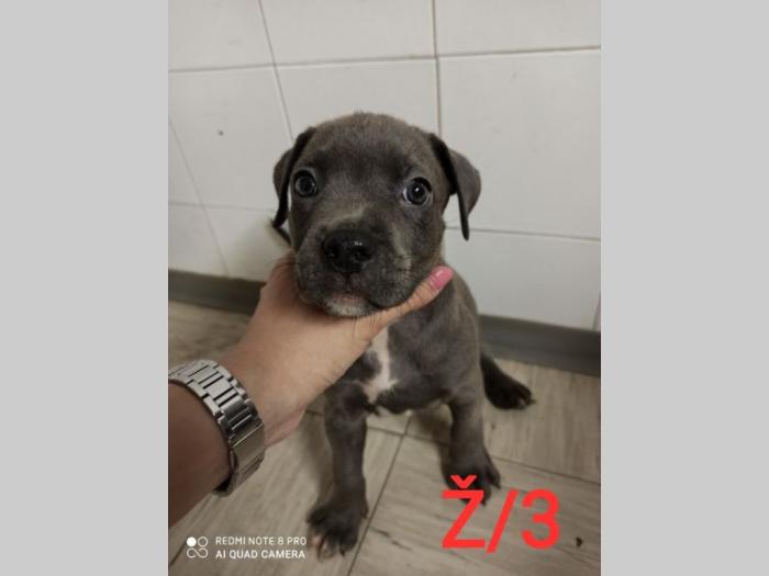 blue nose pit bul terijeri štenci besplatni mali oglasi