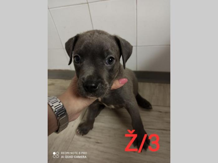 blue nose pit bul terijeri štenci besplatni mali oglasi